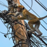 Power Grid Stability and the Recent Collapse: The Role of Inertia